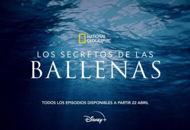 Secretos de las Ballenas: Disney+ revela bello y misterioso mundo de las ballenas en tráiler de su serie original.