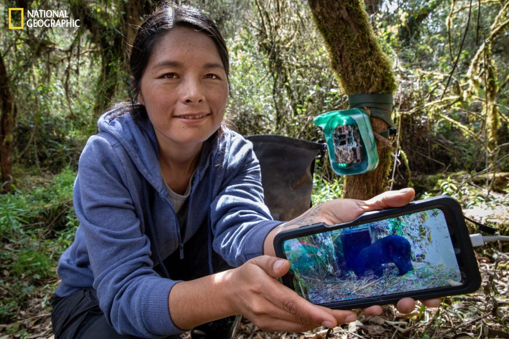 National Geographic desvela el mundo oculto de los osos andinos: la tecnología de cámaras con collar revela comportamientos inéditos de esta especie en peligro