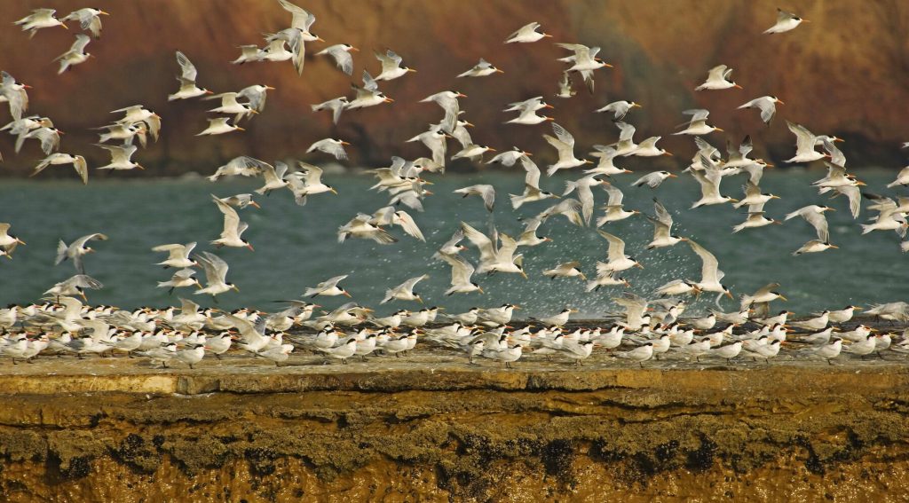 “Paracas. Silencio Habitado»: Exposición que festeja los 50 años de Paracas como reserva nacional, en el Museo Amano “Paracas. Silencio Habitado»: Exposición que festeja los 50 años de Paracas como reserva nacional, en el Museo Amano