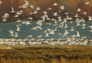 “Paracas. Silencio Habitado»: Exposición que festeja los 50 años de Paracas como reserva nacional, en el Museo Amano