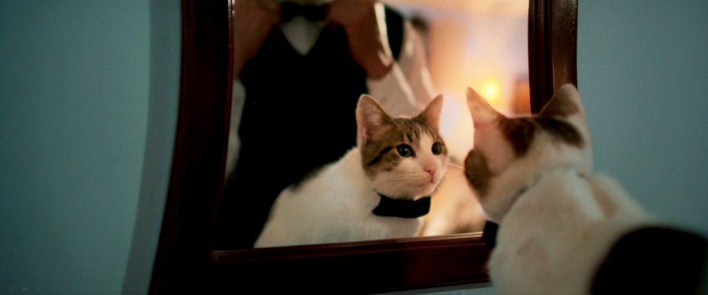 VIDEO | “Simón, el gato testarudo” llegará a los cines peruanos este 15 de octubre VIDEO | “Simón, el gato testarudo” llegará a los cines peruanos este 15 de octubre
