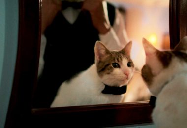 VIDEO | “Simón, el gato testarudo” llegará a los cines peruanos este 15 de octubre