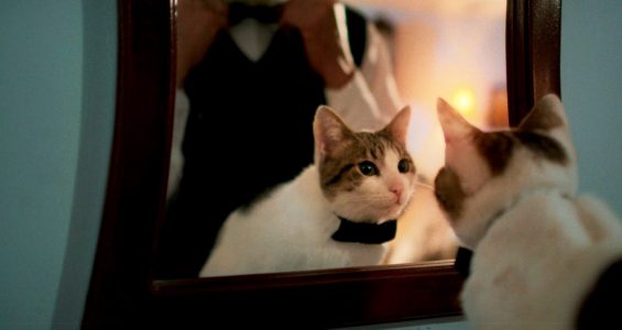 VIDEO | “Simón, el gato testarudo” llegará a los cines peruanos este 15 de octubre VIDEO | “Simón, el gato testarudo” llegará a los cines peruanos este 15 de octubre